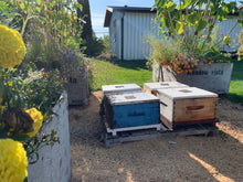 Load image into Gallery viewer, The Secret Life of Bees! STARTS APRIL 17th