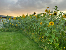 Load image into Gallery viewer, SUNFLOWER, SIP & SAVOUR!