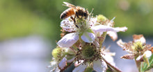 Load image into Gallery viewer, Blossoms & Bites! A Springtime Winery Luncheon experience FOR TWO! Starts March 19th