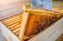 Load image into Gallery viewer, Save the Bees - Donation to support the bees!