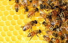 Load image into Gallery viewer, Save the Bees - Donation to support the bees!