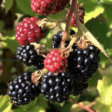 Load image into Gallery viewer, Blackberry Fest!
