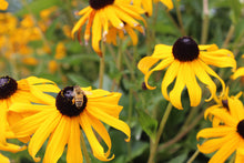 Load image into Gallery viewer, Blackberry Fest!
