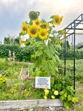 Load image into Gallery viewer, SUNFLOWER, SIP &amp; SAVOUR!
