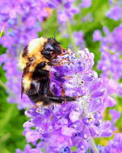 Load image into Gallery viewer, The Secret Life of Bees! STARTS APRIL 17th
