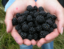 Load image into Gallery viewer, Blackberry Fest!
