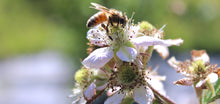 Load image into Gallery viewer, Save the Bees - Donation to support the bees!
